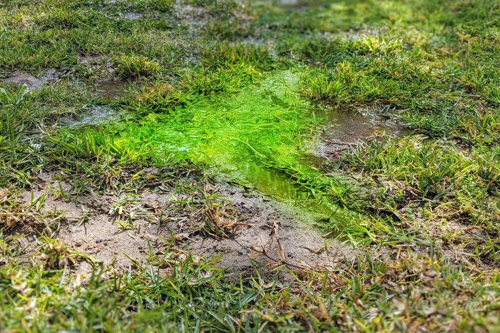 Septic Dye Tests