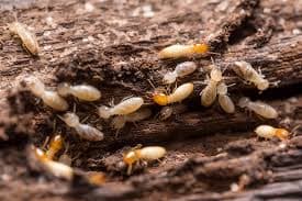 Termite inspection of wood framing in an Indianapolis home
